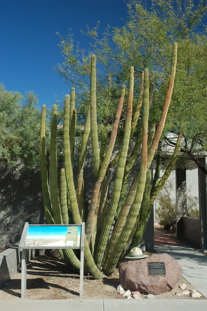 Organ Pipe Cactus National Monument - NH Nomads